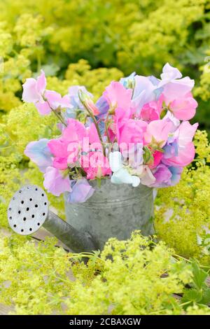 Lathyrus odoratus und Alchemila mollis. Bündel von süßen Erbsenblumen in kleinen Bewässerung kann als Vase gegen Lady's Mantel auf Gartentisch verwendet. Stockfoto