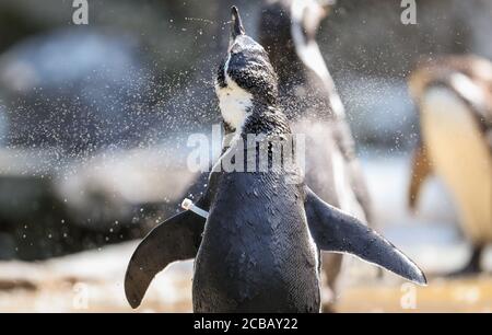 12. August 2020, Niedersachsen, Osnabrück: Ein Humboldt-Pinguin steht unter einer Wasserdusche in seinem Gehege und kühlt bei hohen Temperaturen ab. Foto: Friso Gentsch/dpa Stockfoto