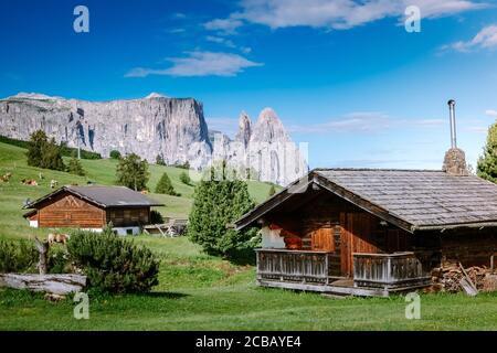 Seiser Alm - Seiser Alm mit Langkofel im Hintergrund bei Sonnenuntergang. Gelbe Frühlingsblumen und Holzhütten in den Dolomiten Stockfoto