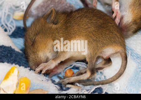 Babymaus schläft Stockfoto