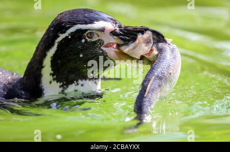 12. August 2020, Niedersachsen, Osnabrück: Ein Humboldt-Pinguin schwimmt in seinem Gehege mit einem Fisch im Schnabel in einem Wasserbecken. Foto: Friso Gentsch/dpa Stockfoto