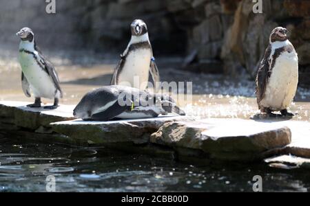 12. August 2020, Niedersachsen, Osnabrück: Humboldt-Pinguine stehen und liegen unter einer Wasserdusche in ihrem Gehege und kühlen sich bei den hohen Temperaturen ab. Foto: Friso Gentsch/dpa Stockfoto