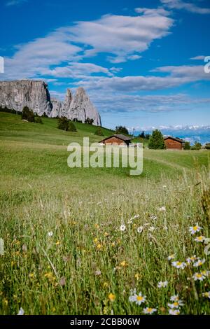 Seiser Alm - Seiser Alm mit Langkofel im Hintergrund bei Sonnenuntergang. Gelbe Frühlingsblumen und Holzhütten in den Dolomiten Stockfoto