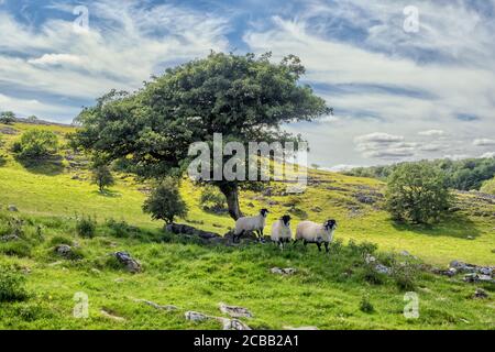 Hill Walking in der Nähe Settle in Craven in den Yorkshire Dales Nationalpark Stockfoto