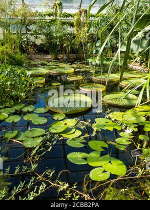 Riesige Wasserlillys, in tropischem Gewächshaus, Oxford Botanical Gardens, Oxford, Oxfordshire, England, Großbritannien, GB. Stockfoto