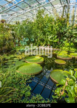 Riesige Wasserlillys, in tropischem Gewächshaus, Oxford Botanical Gardens, Oxford, Oxfordshire, England, Großbritannien, GB. Stockfoto