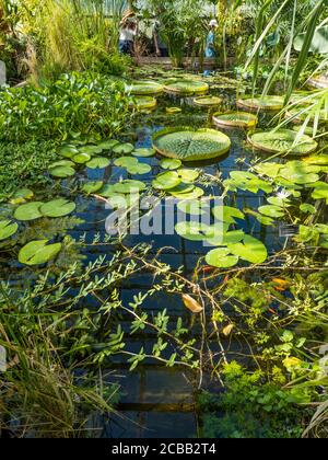 Riesige Wasserlillys, in tropischem Gewächshaus, Oxford Botanical Gardens, Oxford, Oxfordshire, England, Großbritannien, GB. Stockfoto