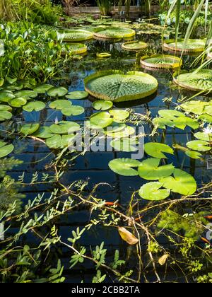 Riesige Wasserlillys, in tropischem Gewächshaus, Oxford Botanical Gardens, Oxford, Oxfordshire, England, Großbritannien, GB. Stockfoto