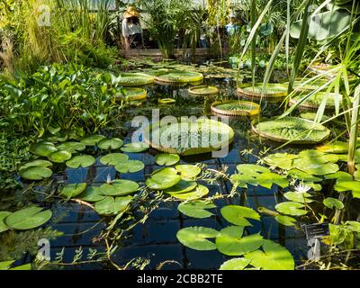 Riesige Wasserlillys, in tropischem Gewächshaus, Oxford Botanical Gardens, Oxford, Oxfordshire, England, Großbritannien, GB. Stockfoto