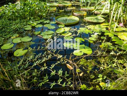 Riesige Wasserlillys, in tropischem Gewächshaus, Oxford Botanical Gardens, Oxford, Oxfordshire, England, Großbritannien, GB. Stockfoto