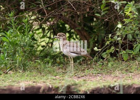 Der Wasserdichteknie oder Wasser Dikkop ist ein hervorragend getarnter Vogel der Wasserstraßen Afrikas. Sie neigen dazu, sich tagsüber in dichter Vegetation zu verstecken Stockfoto