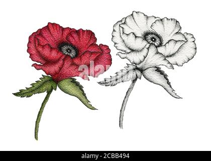 Vintage rot Mohnblume und Tinte Mohnzeichnung, botanische handgezeichnete Illustration mit realistischen Mohnblumen isoliert auf weiß, Mohnblüten floralen Set Stockfoto