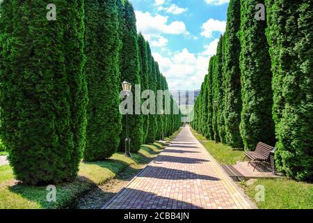 Zypressenallee und blauer Himmel. Sommer, Urlaub, Träume, Reisen. Kislowodsk, Russland, 04.08.2020 Stockfoto