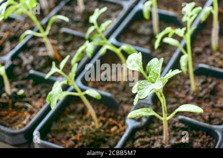 Nahaufnahme von transplantierten Tomatenpflanzen Sämlinge mit Wassertropfen in einem schwarzen Kunststoffbehälter. Home Gartenarbeit Frühling Konzept. Stockfoto