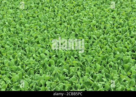 Viele grüne Wasserhyazinthe drängten sich im Teich. Stockfoto