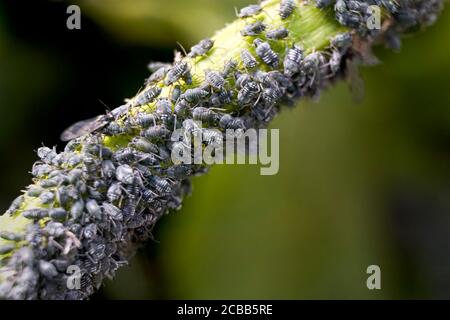 Makro von vielen dunkelgrauen Blattläusen auf einem jungen Pflanzenstamm. Blattläuse sind kleine saftsaugende Insekten und Mitglieder der Superfamilie Aphidoidea. Stockfoto