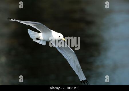 Dreizehenmöwe im Flug Stockfoto