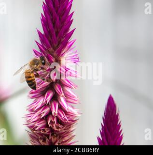 Wespe oder rote Hornisse auf Wildblumen, polistes carolina und gehört zur Ordnung der Hymenoptera Stockfoto