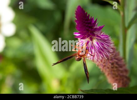 Rote Hornisse auf Wildblumen, Polistes carolina und gehört zur Ordnung Hymenoptera Stockfoto