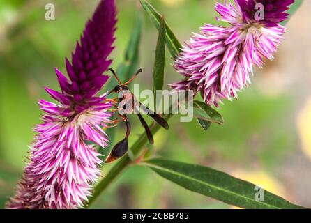 Wespe oder rote Hornisse auf Wildblumen, polistes carolina und gehört zur Ordnung der Hymenoptera Stockfoto