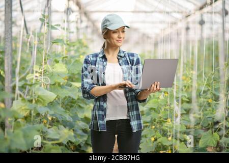 Bäuerin, die an einem Laptop in einem Gurkengewächshaus arbeitet Stockfoto