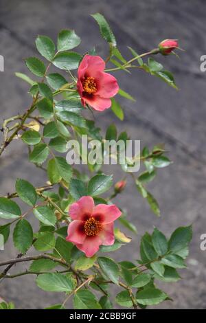 Rose "for your Eyes only" Stockfoto