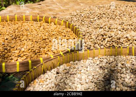 Viele balinesische Luwak Kaffeebohnen Stockfoto