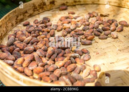 Viele balinesische Luwak Kaffeebohnen Stockfoto