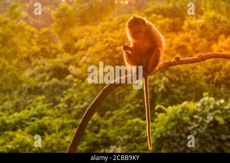 Affe in einem Wald in Ubud bei Sonnenuntergang, Bali, Indonesien Stockfoto