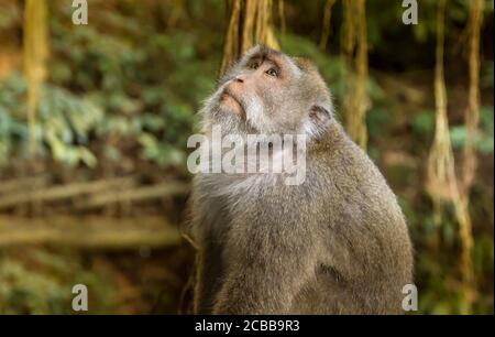 Affe in einem Wald in Bali, Indonesien Stockfoto