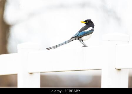 Die Gelbschnabelelster ist ein großer Vogel, der in Sacramento endemisch ist Tal Stockfoto