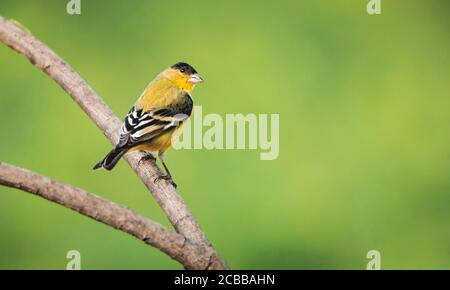 Ein lebendiges männliches Exemplar eines kleinen Goldfinkens, eines kleinen amerikanischen singvogels Stockfoto