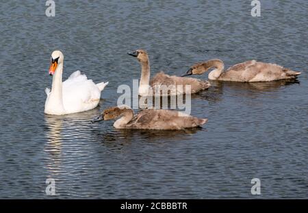 Weiblicher erwachsener Schwan mit drei 3 Monate alten Höckenzygnets (Cygnus olor), die im Sommersonnenschein im Stausee schwimmen, East Lothian, Schottland, Großbritannien Stockfoto