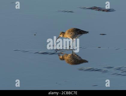 Brachvögel, Numenius arquata, Fütterung im flachen Wasser, Morecambe Bay, Lancashire, Großbritannien Stockfoto