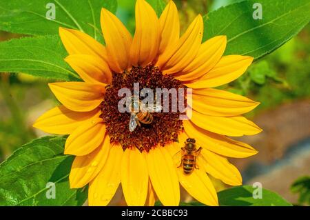 London, Großbritannien. August 2020. Bienen sammeln Pollen von Sonnenblume an sonnigen Tag. Kredit: JOHNNY ARMSTEAD/Alamy Live Nachrichten Stockfoto