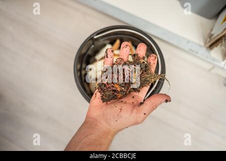 Hand zeigt Kompostwürmer aus selbstgemachter nachhaltiger Abfallentsorgung Stockfoto