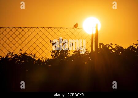 Vogel auf einem Zaun mit der Sonne in der thront Hintergrund Stockfoto