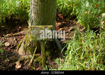 Ein mit Moos bedecktes Namensschild an der Basis eines Baumes. Stockfoto