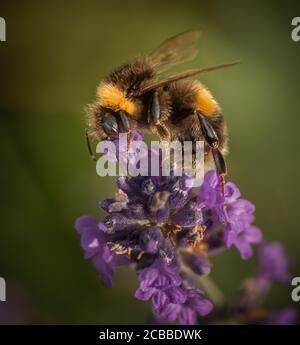 Nahaufnahme Profil der Hummel auf Lavendel Stockfoto