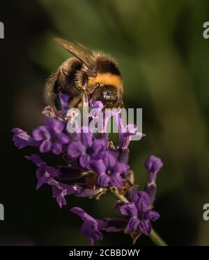 Nahaufnahme der Hummel auf Lavendel Stockfoto