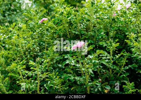 Schönheit in der Natur. Blume zwischen den grünen Blättern. Das Foto wurde im Botanischen Garten Tscheljabinsk aufgenommen. Stockfoto