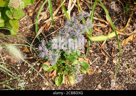 Blauer Eryngo oder flacher Seetaucher (Eryngium planum) Stockfoto