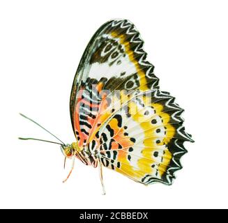 Leopard Lacewing Butterfly, Cethosia Cyanae, auf roter Blume Stockfoto