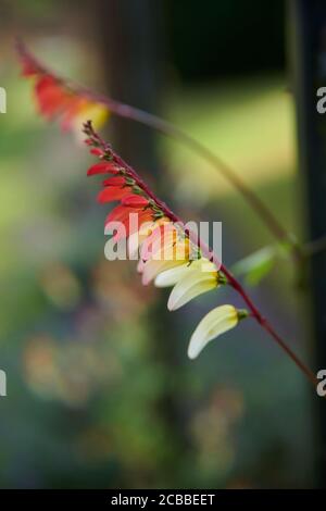 Spanische Flagge Rebe (Ipomea lobata) im Sommer, in einem englischen Garten, East Yorkshire, England, Großbritannien, GB. Stockfoto