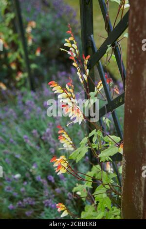 Spanische Flagge oder Feuerrebe (Ipomea lobata) im Sommer, in einem englischen Garten, East Yorkshire, England, Großbritannien, GB. Stockfoto