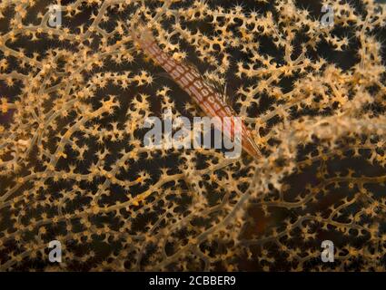 Longnose Hawkfish, Oxycirrhites Typus auf Fan-Korallen in Tulamben, Bali, Indonesien Stockfoto