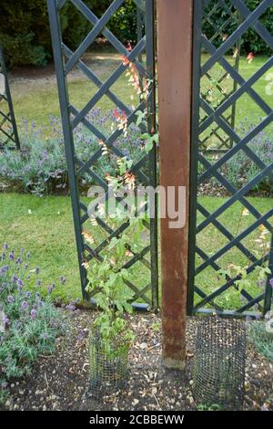 Spanische Flagge oder Feuerrebe (Ipomea lobata) im Sommer, in einem englischen Garten, East Yorkshire, England, Großbritannien, GB. Stockfoto