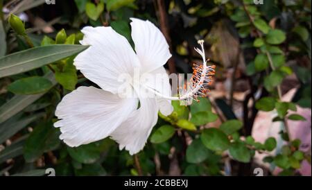 Weißer chinesischer Hibiskus. Hibiskusblüte an schön in der Natur. China Rose Blume Nahaufnahme Stockfoto