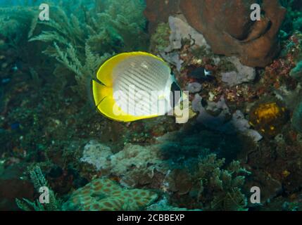 Panda Butterflyfish, Chaetodon adiergastos, am Riff, Tulamben, Bali, Indonesien, Stockfoto