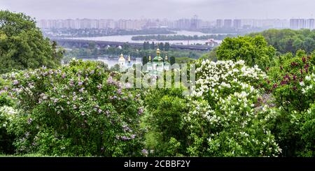 KIEW, UKRAINE - MAI 5,2019: Panoramablick auf Flieder Blumen in Hryschko National Botanical Garden am Hintergrund des Flusses Dnjepr und Vydubychi Monaster Stockfoto